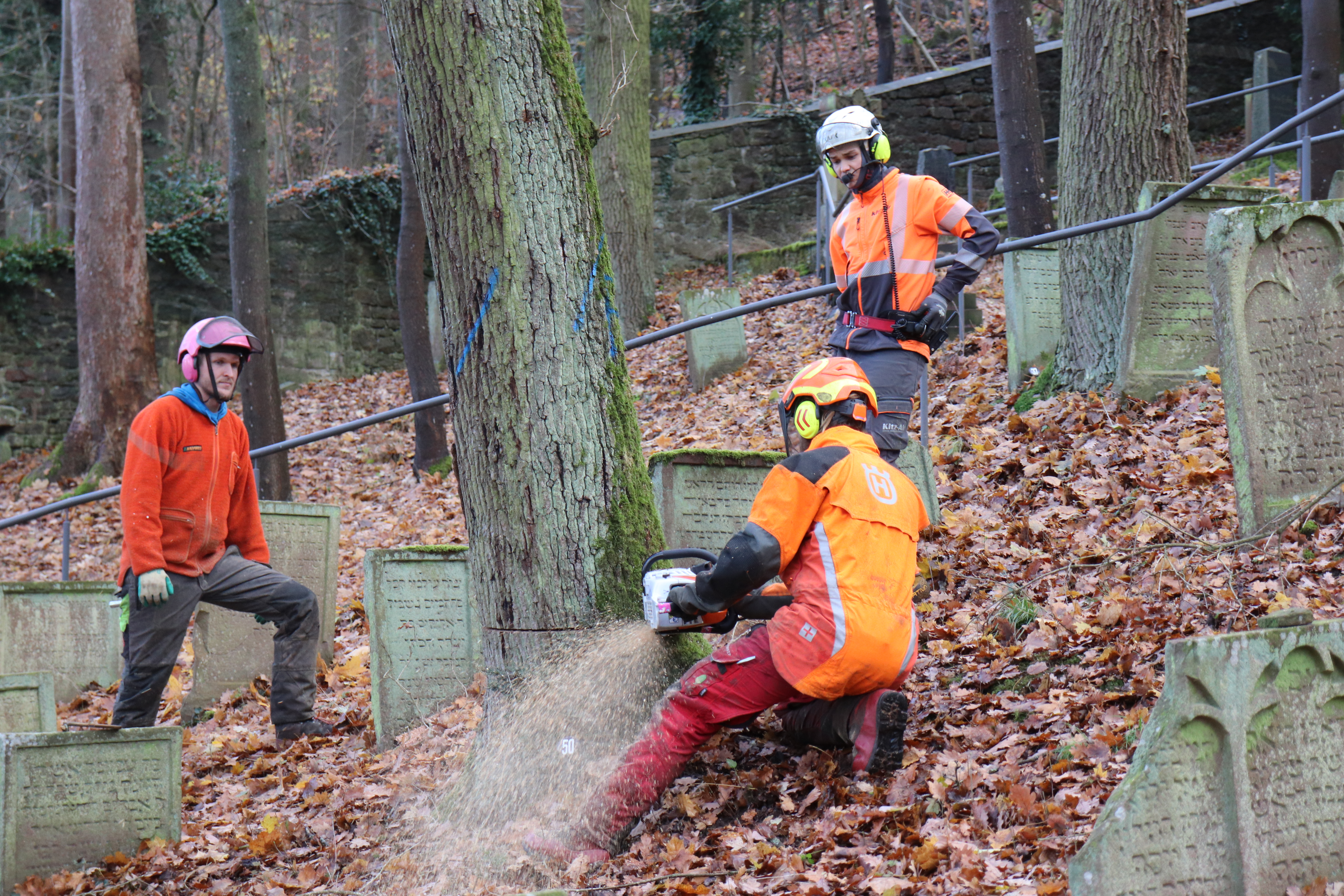 Teamplay beim Fällen von großen Eichen auf einem jüdischen Friedhof