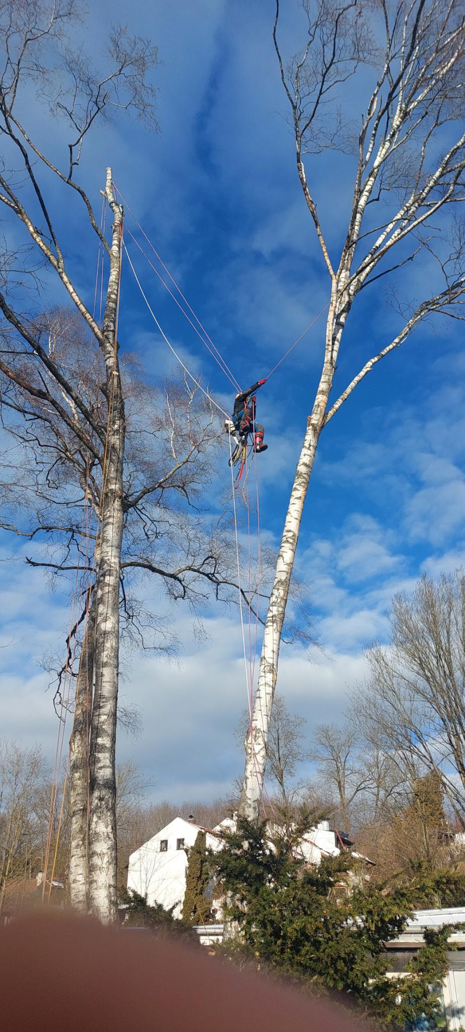 Baumpfleger Simon Schwanenhorst von Flinke Baumpflege bei der Arbeit