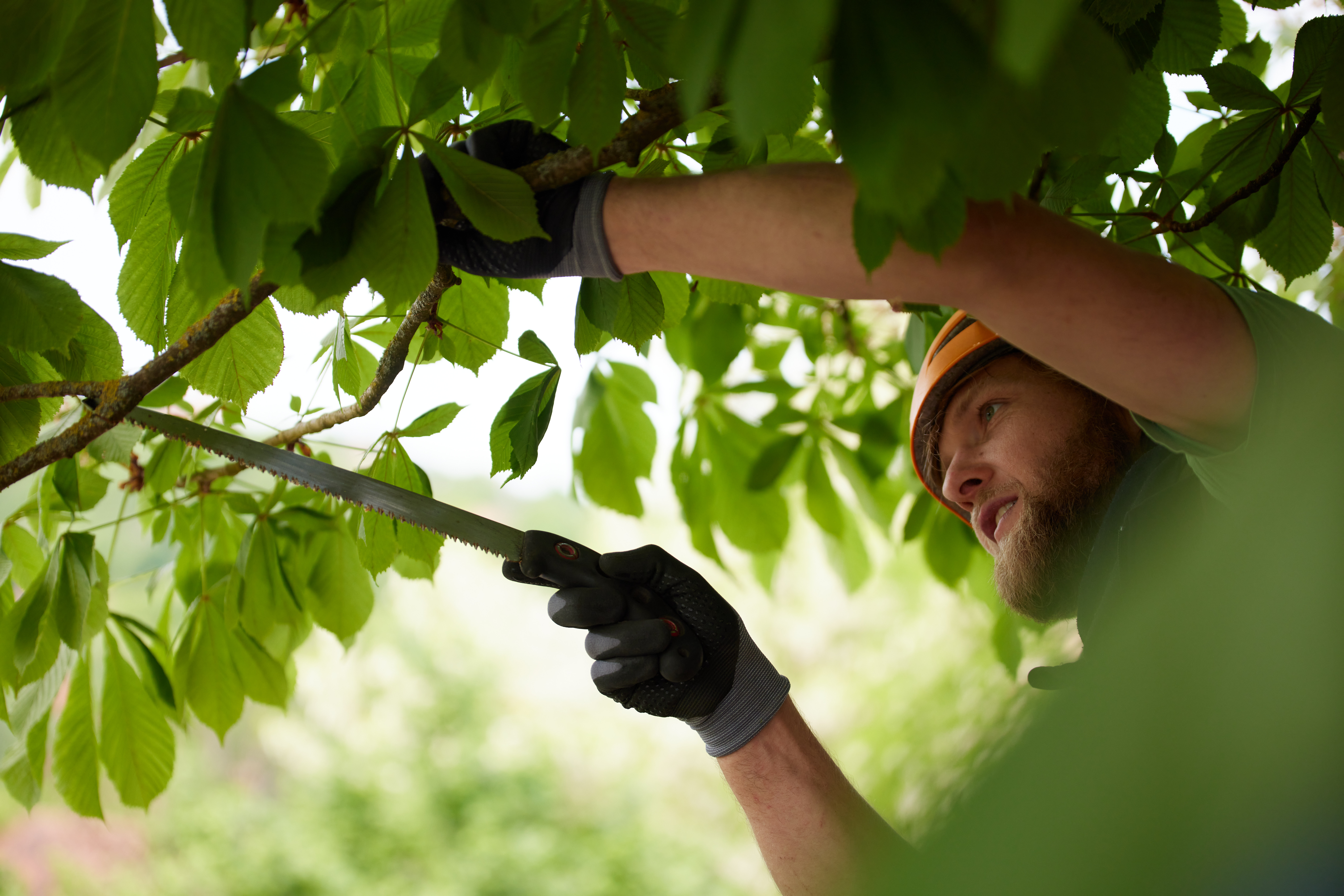 Baumpflege in historischer Umgebung - Kronenpflege mit Blick auf Kirchen